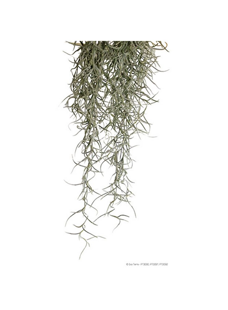Pianta exoterra plant spanish moss medium