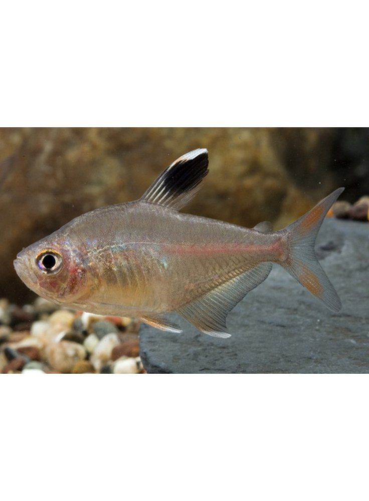 Hypressobrycon ornatus white fin