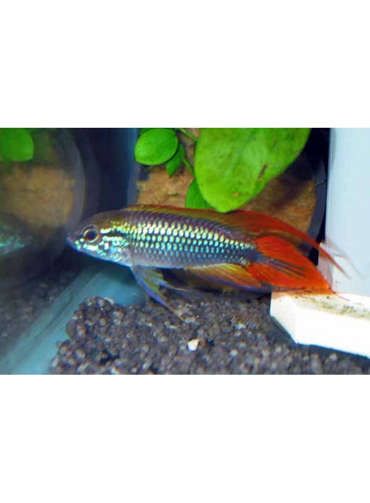 Apistogramma Agassizii Fire Red lg-xlg n. 1 Esemplare