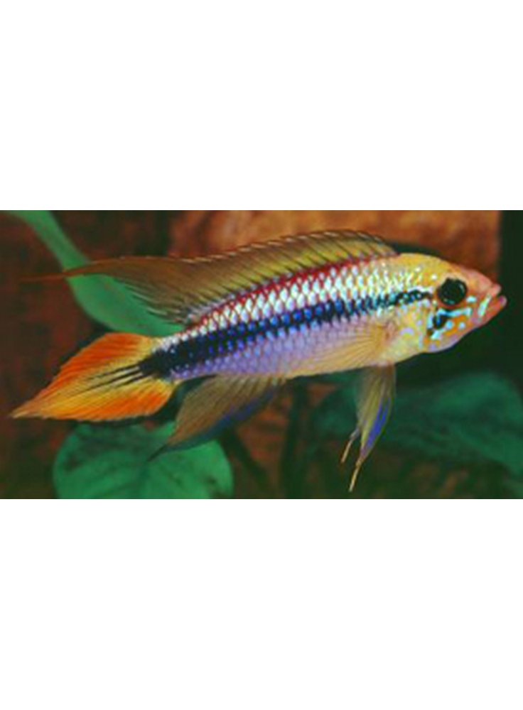 Apistogramma Agassi Lemon Red Grande 1 Esemplare