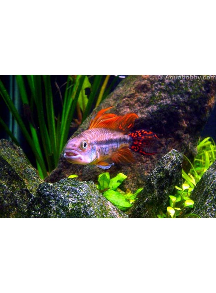 Apistogramma Cacatuoides Duble Red