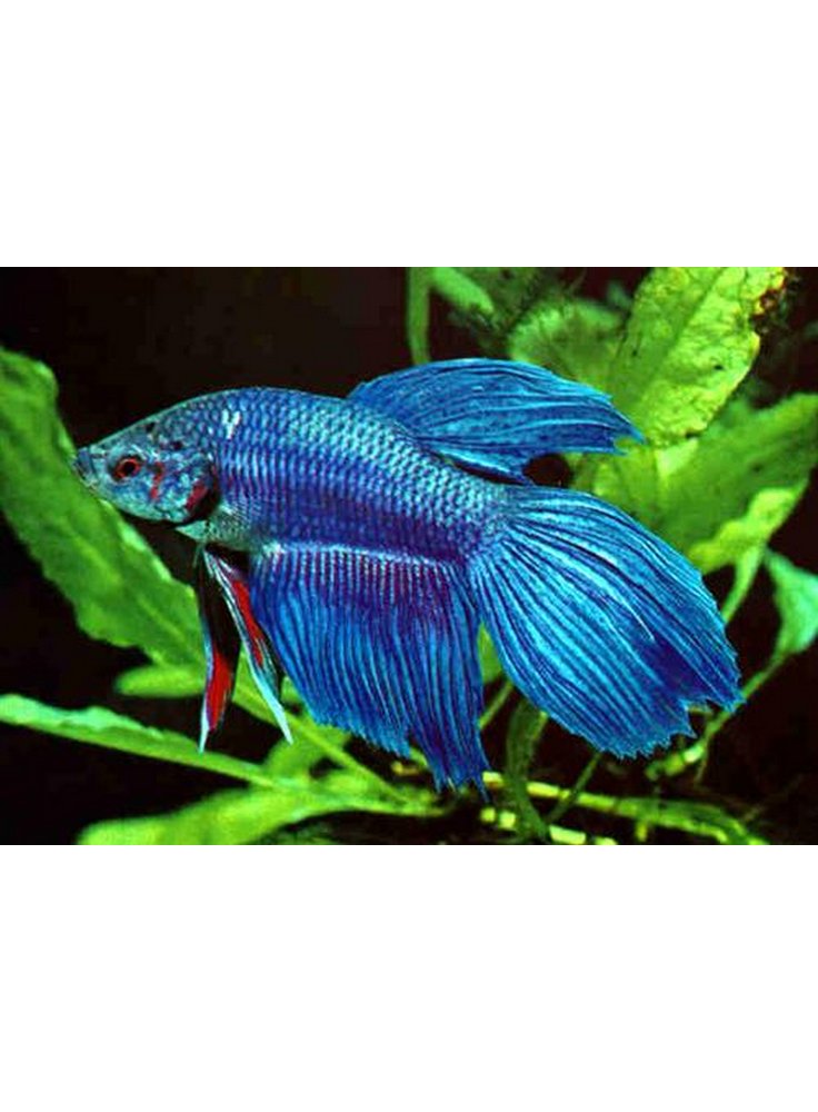 Betta-Splendens