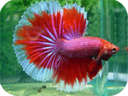 betta splendens
