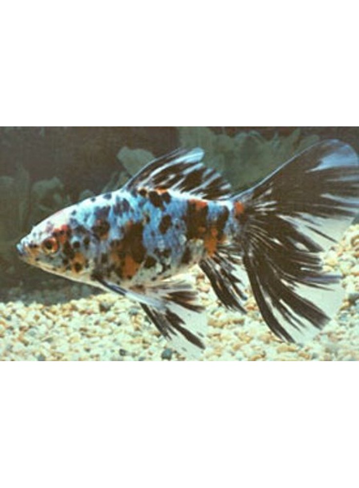 Shubunkin blu coda lunga 12-15 cm