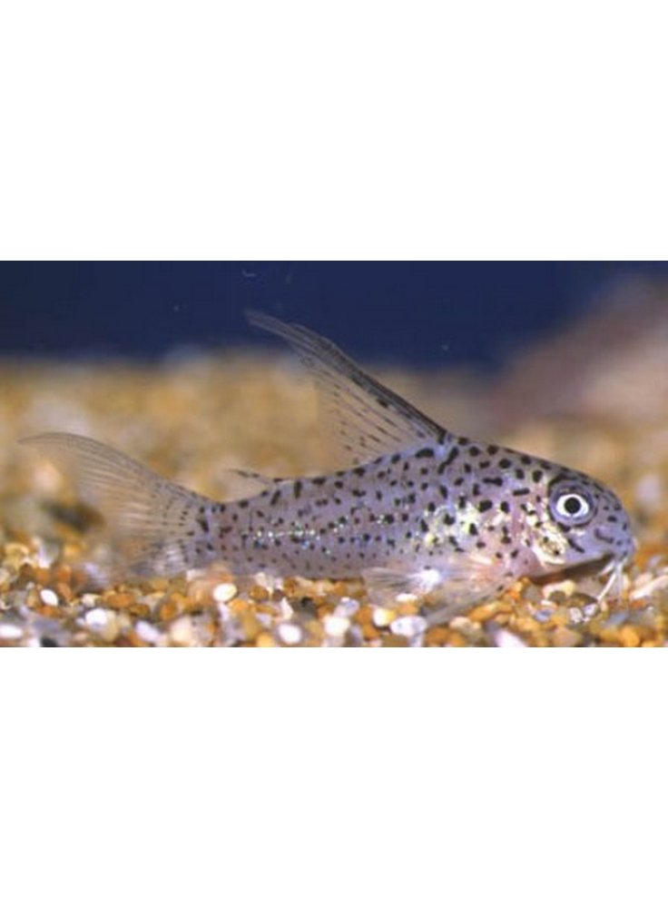 Corydoras loretoensis