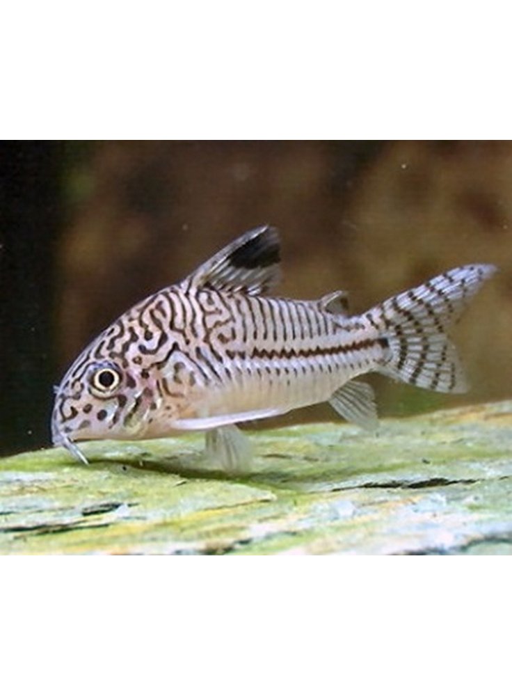 Corydoras Julii ml n. 5 Esemplari