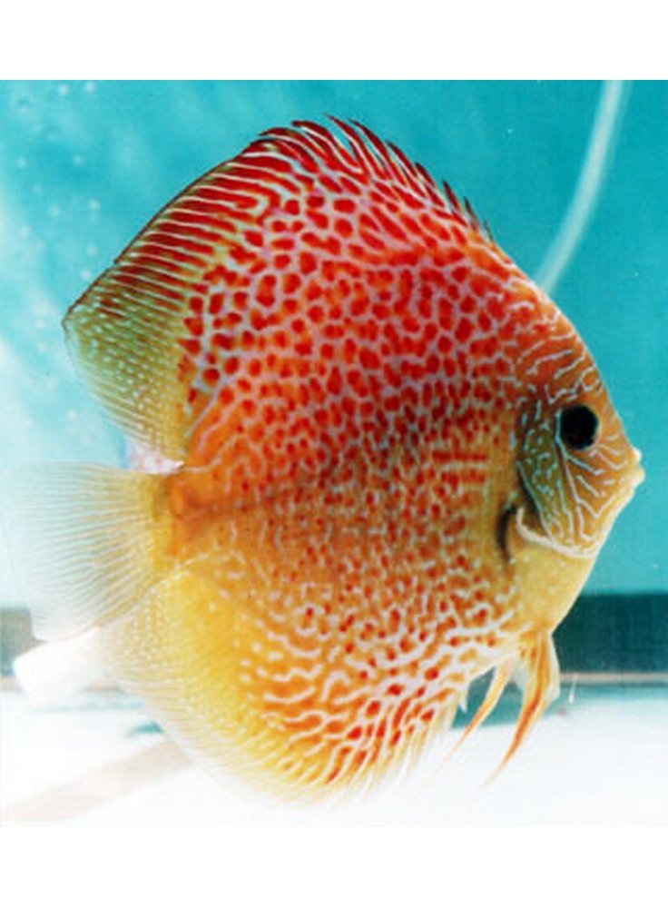 Discus Snake Skin Red 8 cm n. 1 Esemplare