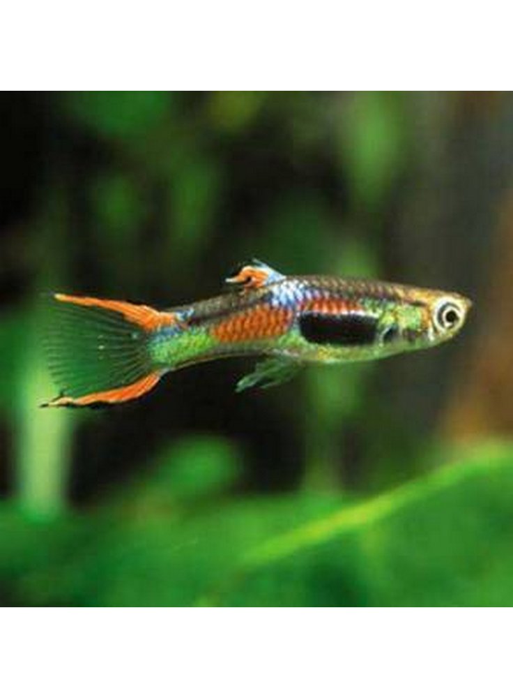 Guppy selvatico endler