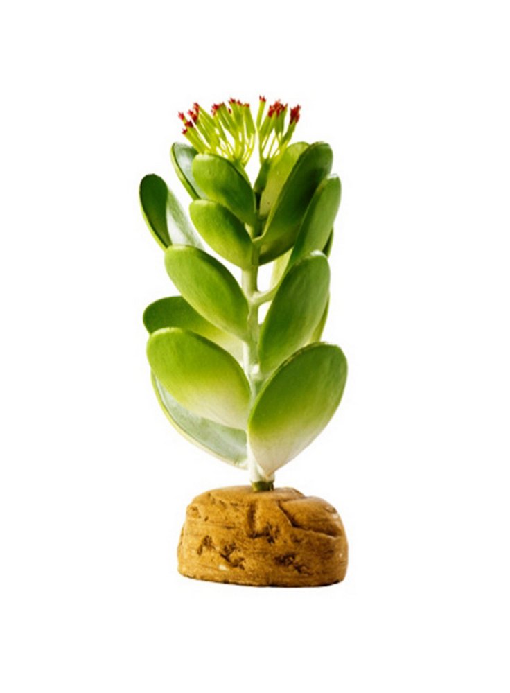 Exoterra pianta jade cactus