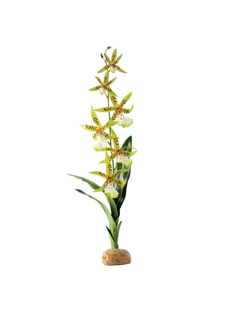 Pianta exoterra spider orchid
