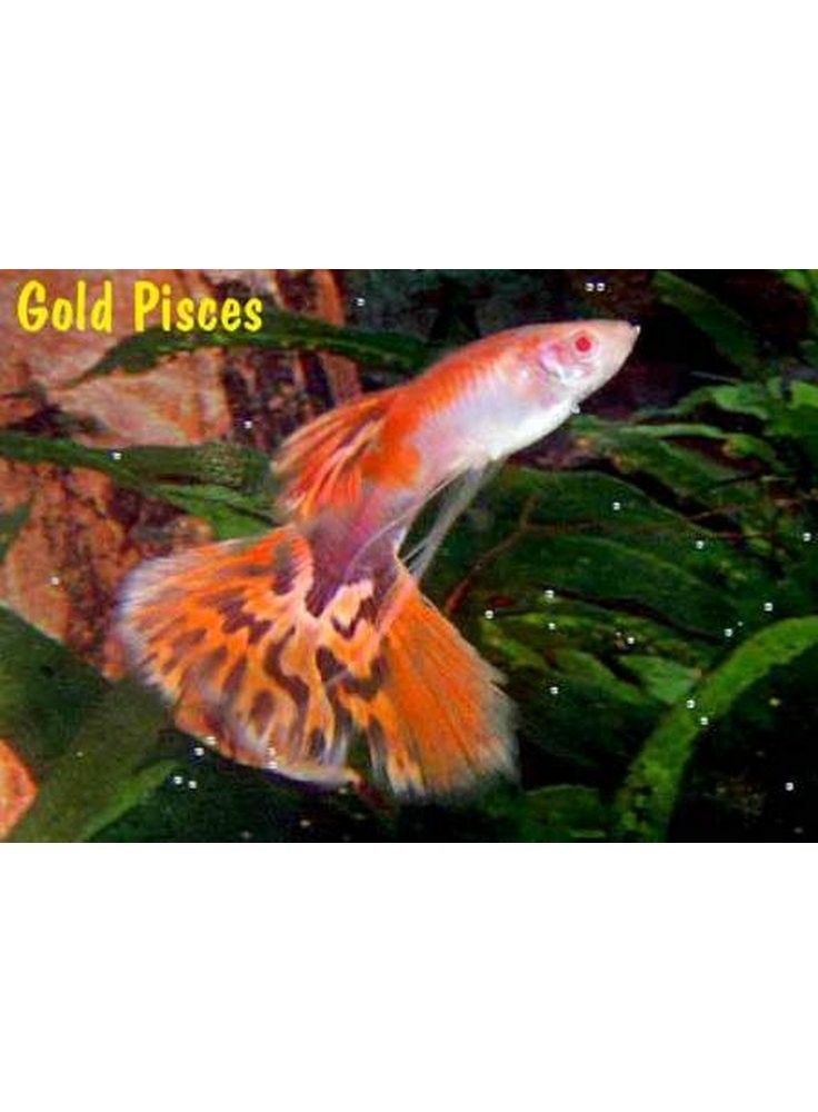 Guppy maschio chili red