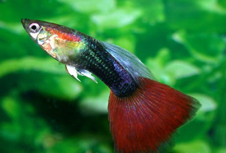 Guppy red neon