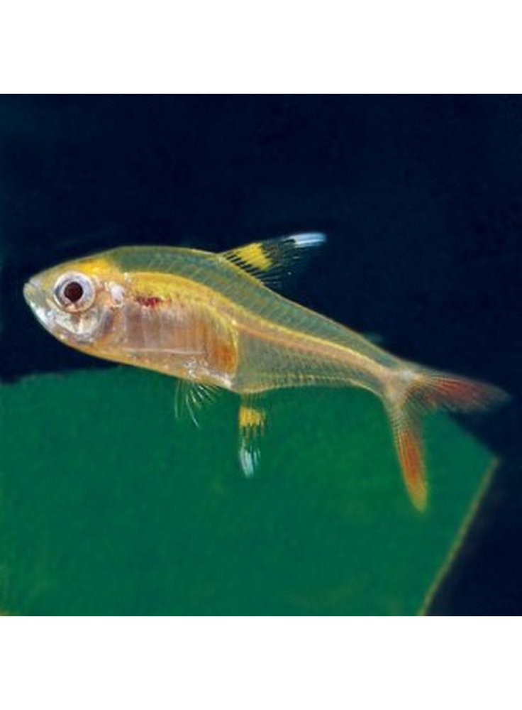 Pristella Maxilaris varietà gold