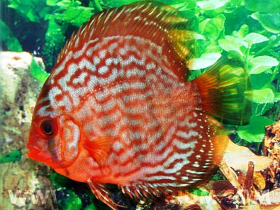 Discus Red Turquise 8 cm n. 1 Esemplare