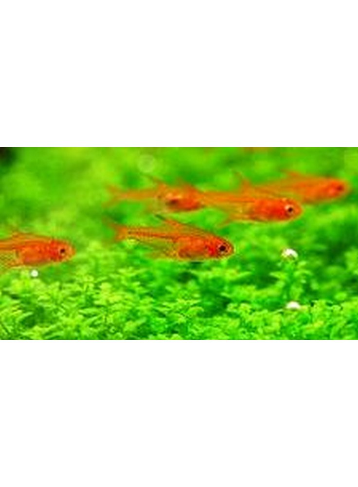 Hypressobrycon Amandae ml Nano Arancio n. 10 Esemplari