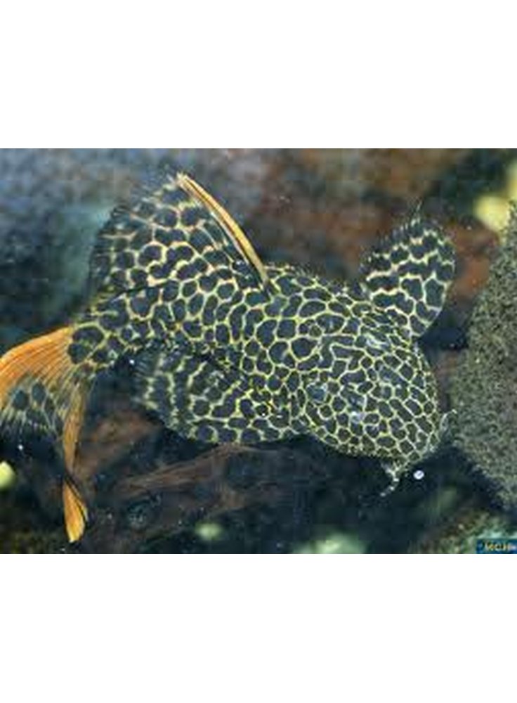 L114%20Pseudoacanthicus%20Leopard2