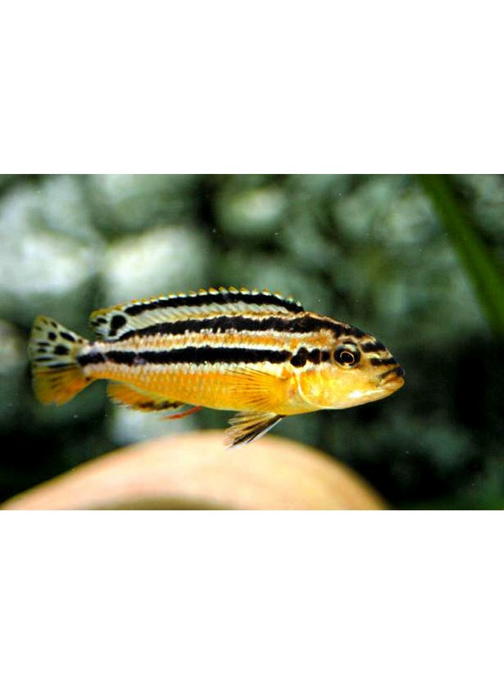 Melanochromis auratus medio-grande