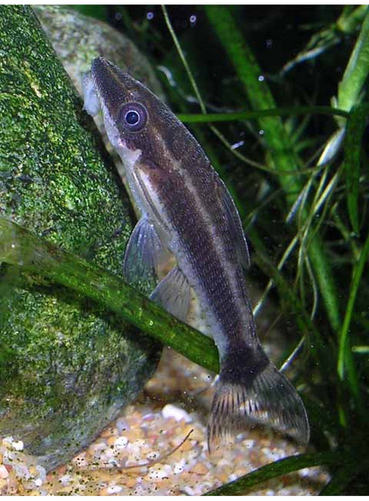 Otocinclus negros grande