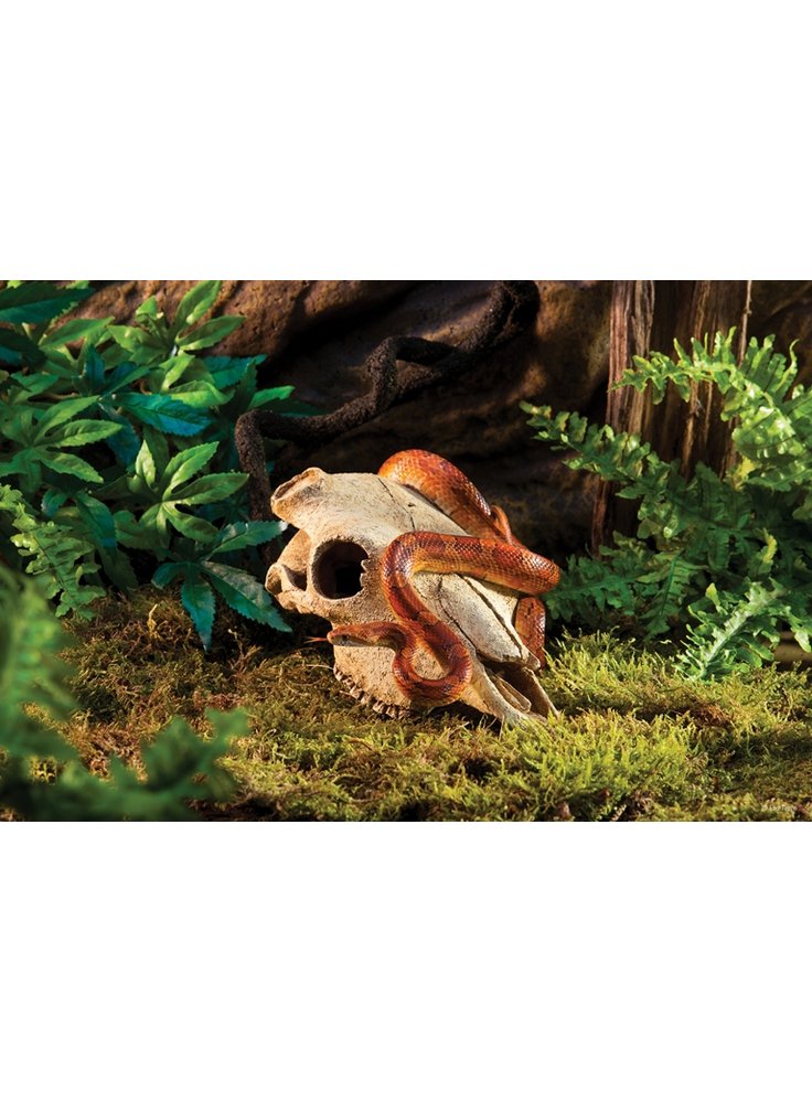 PT2857_Buffalo_Skull_Tropical-2