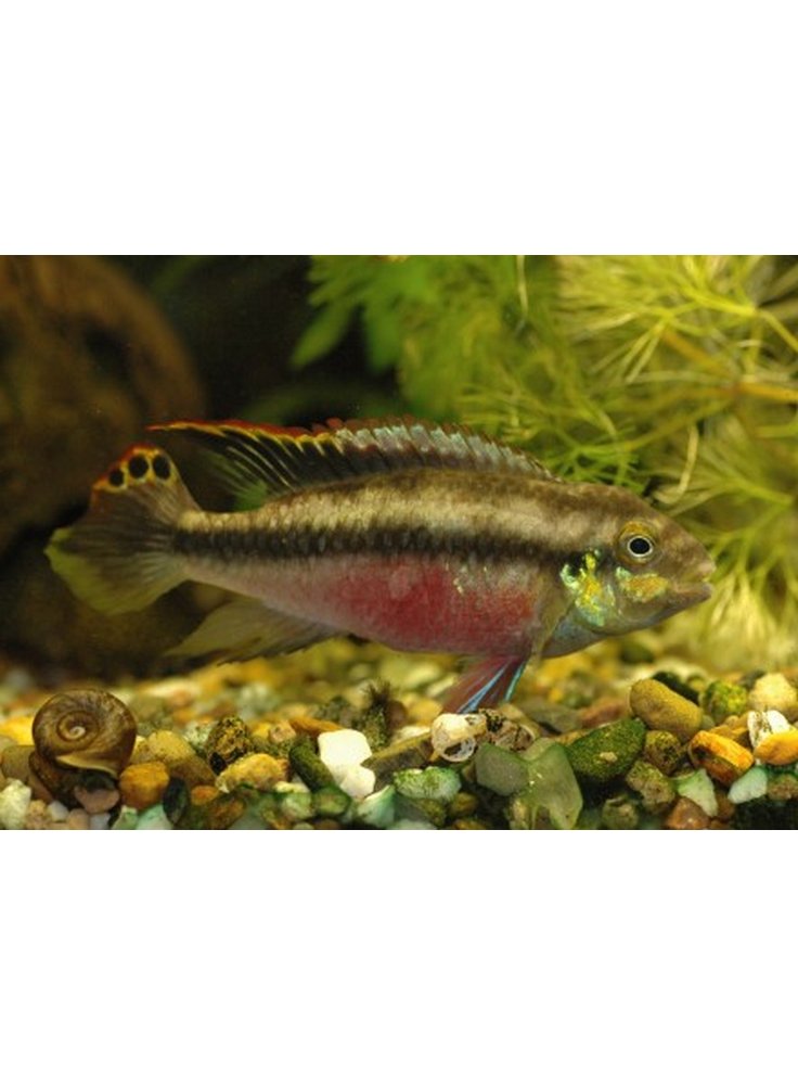 Plevicachromis Pulcher ml n. 1 Esemplare