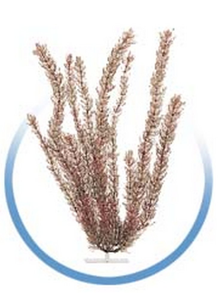 PLAN PLUS 2 ANACHARIS (egeria densa) 22,5 cm