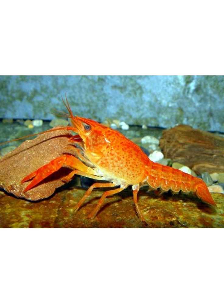 Procambarus clarkii bianco