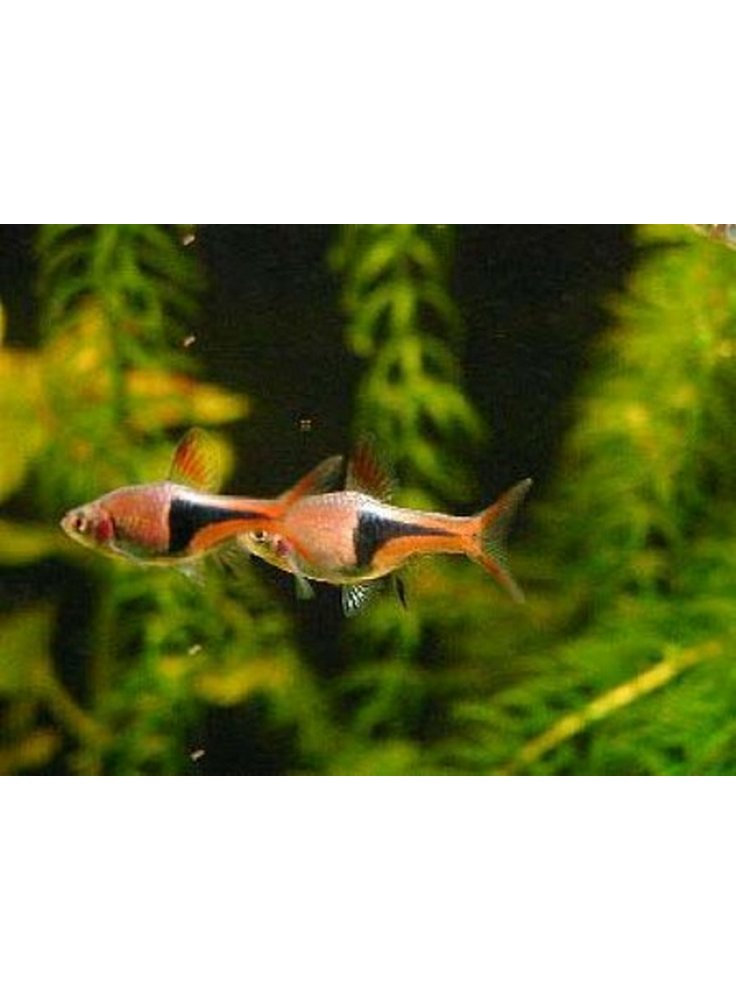 Rasbora hengeli