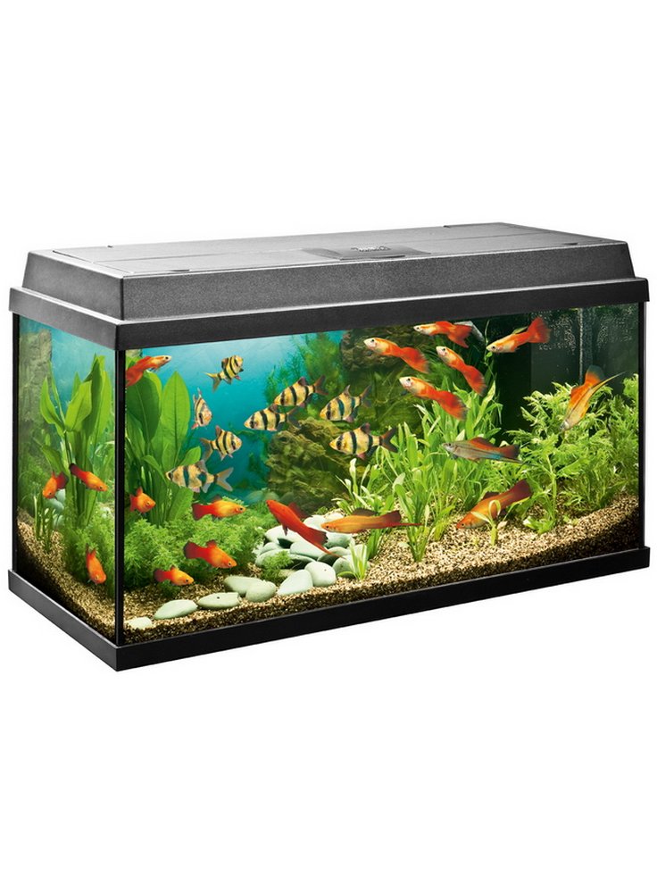 Acquario JUWEL REKORD 600 All inclusive 63 lt