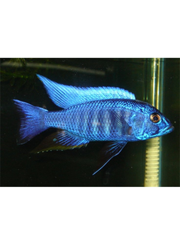 Sciaenochromis Freyeri/Ahli ml-lg n. 1 Esemplare