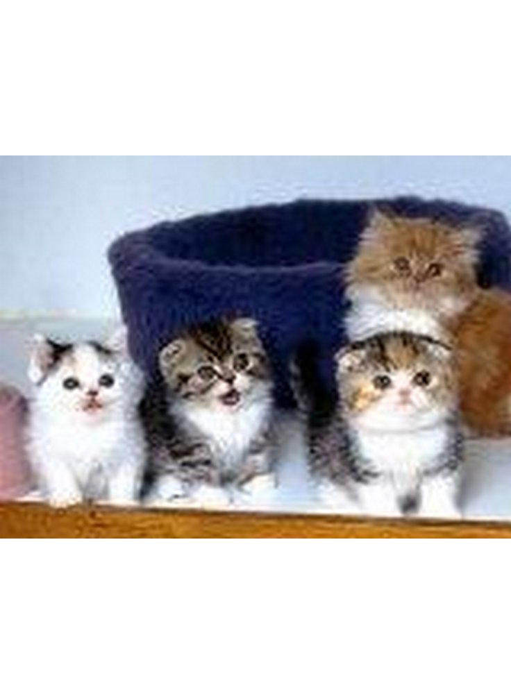 Alimenti per gattini
