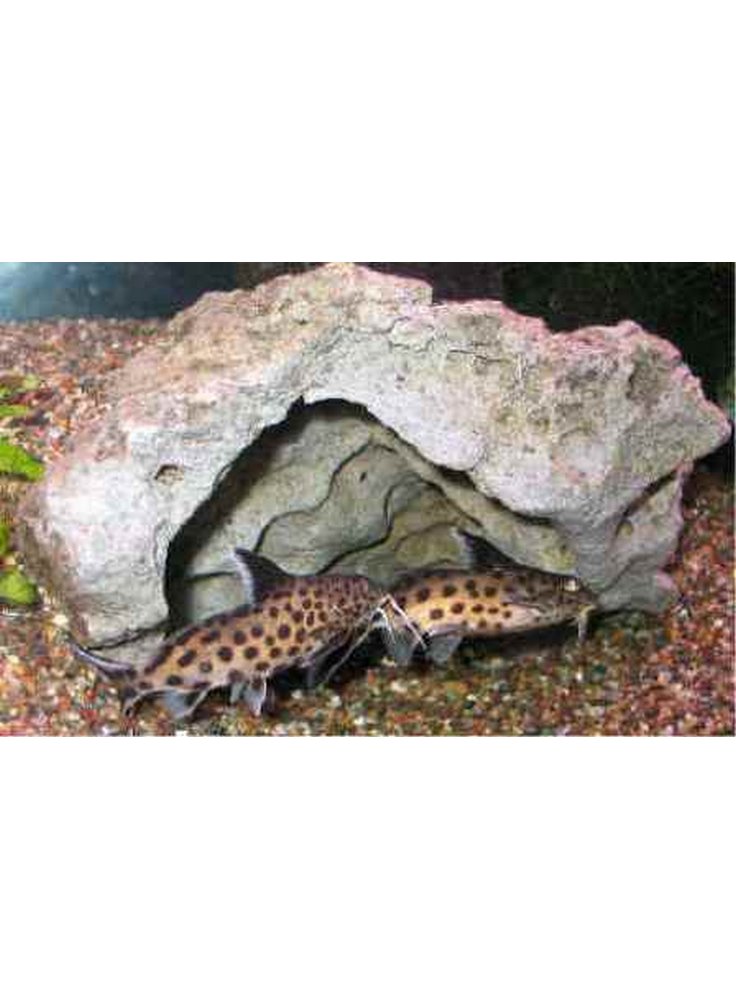 Synodontis polli nano