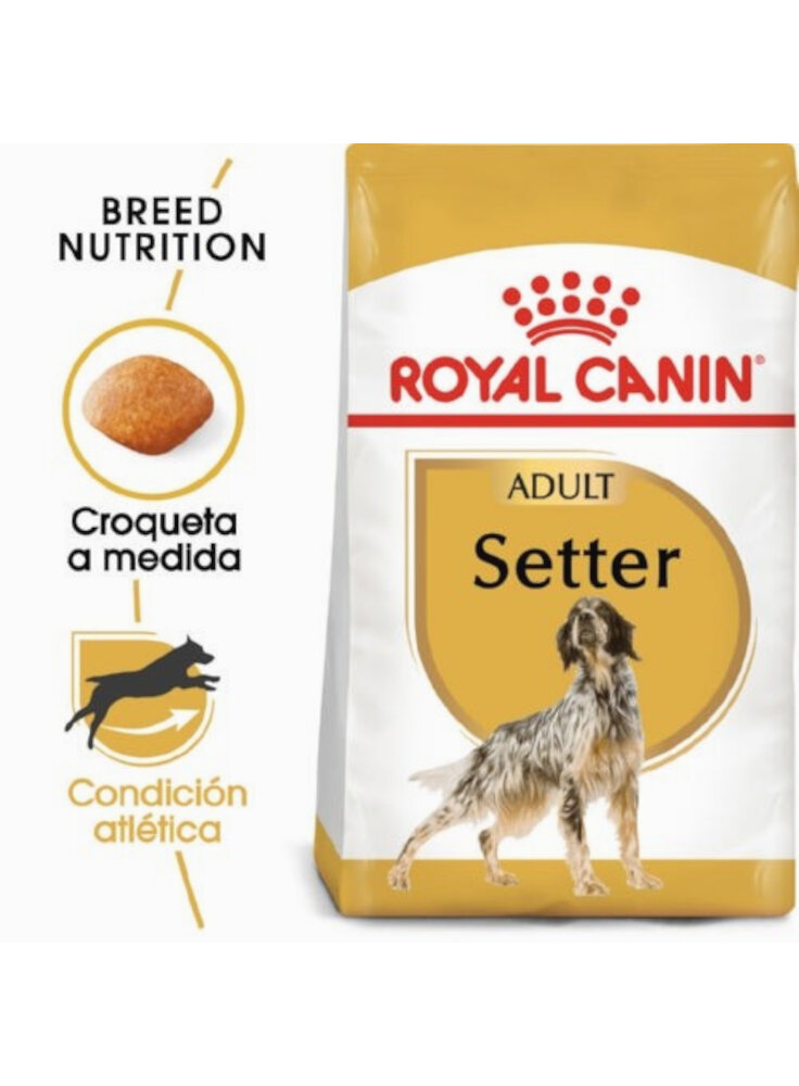 Setter Adult Royal Canin