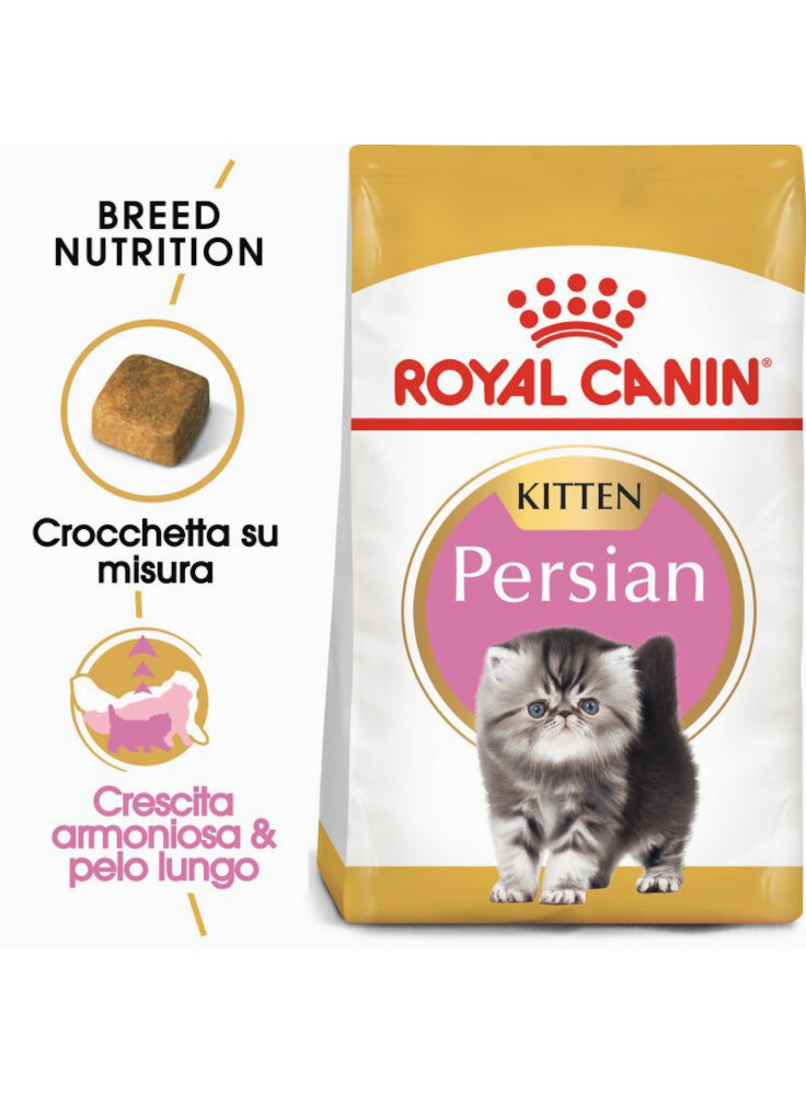 Kitten Persian Royal canin