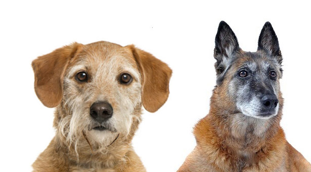 Alimenti per cani anziani