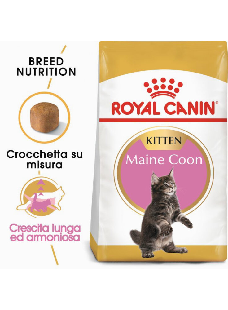 Maine Coon Kitten Royal Canin