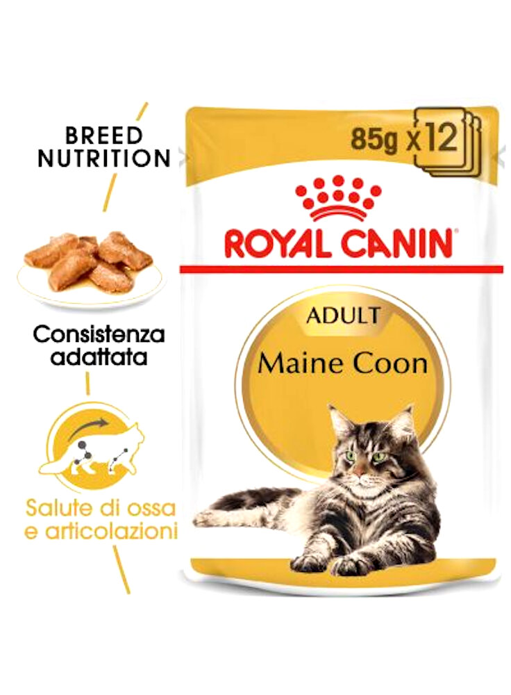 Maine Coon buste Royal Canin