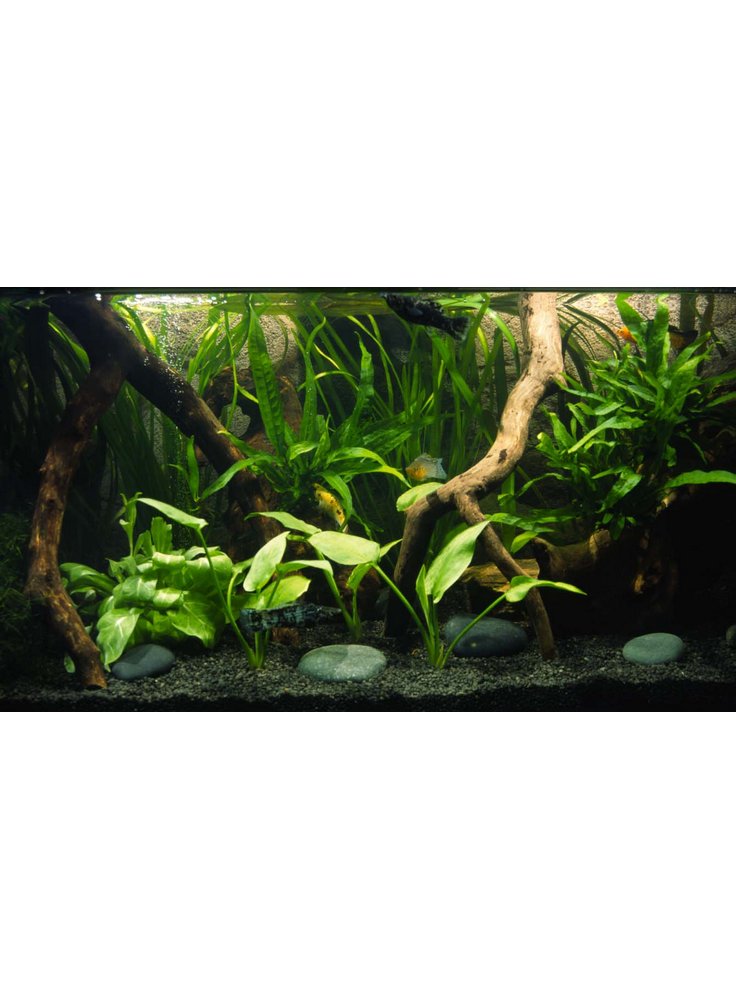 allestimento acquario askoll ambiente dolce tropicale petingros - Allestimento Acquario Dolce Con Piante Vere allestimento acquario askoll ambiente dolce tropicale petingros - Allestimento Acquario Dolce Con Piante Vere