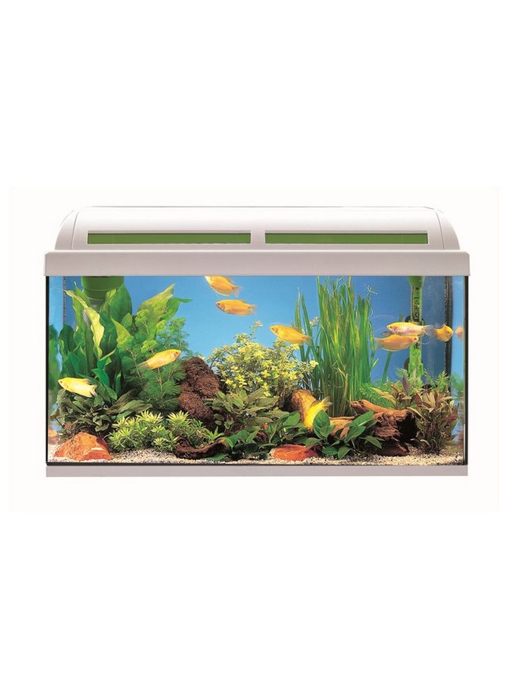 Acquario ambiente S 50 askoll litri 34 bianco + kit allestimento omaggio