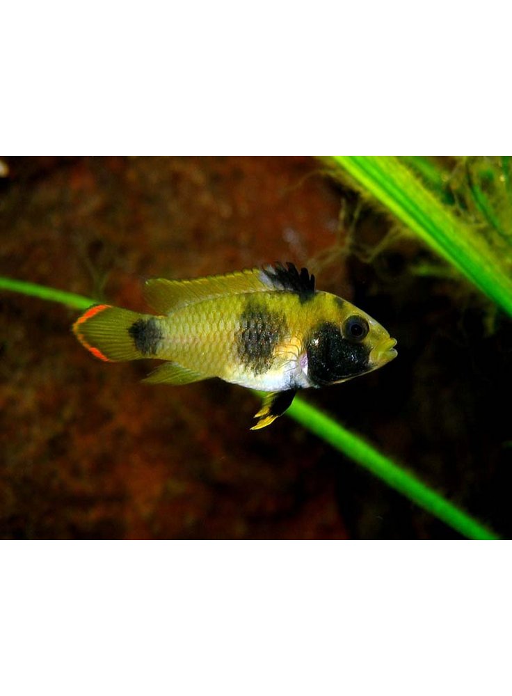 Apistogramma Nijsseni n° 2 esemplari