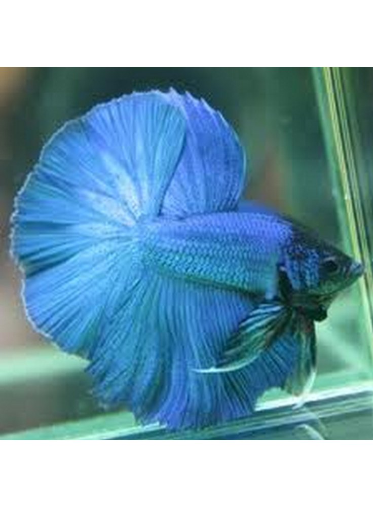 Betta speldens half-moon coda a ventaglio maschio