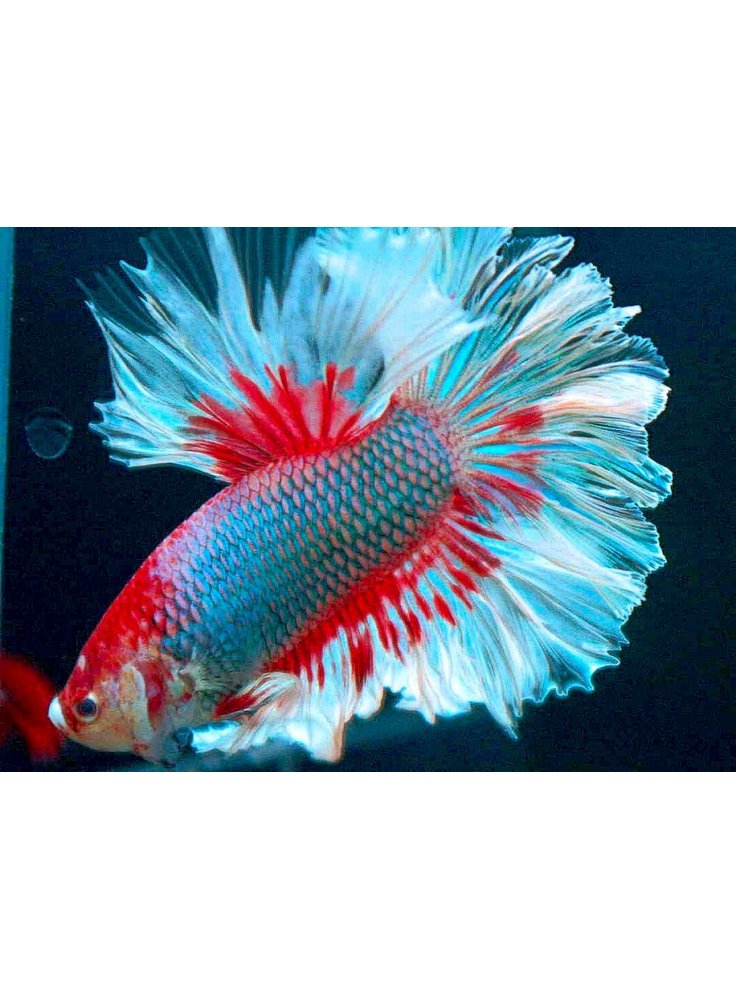 betta%20particolare2