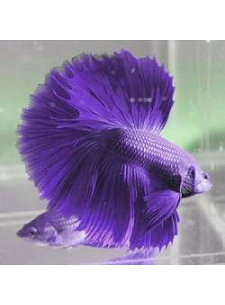 betta%20particolare3