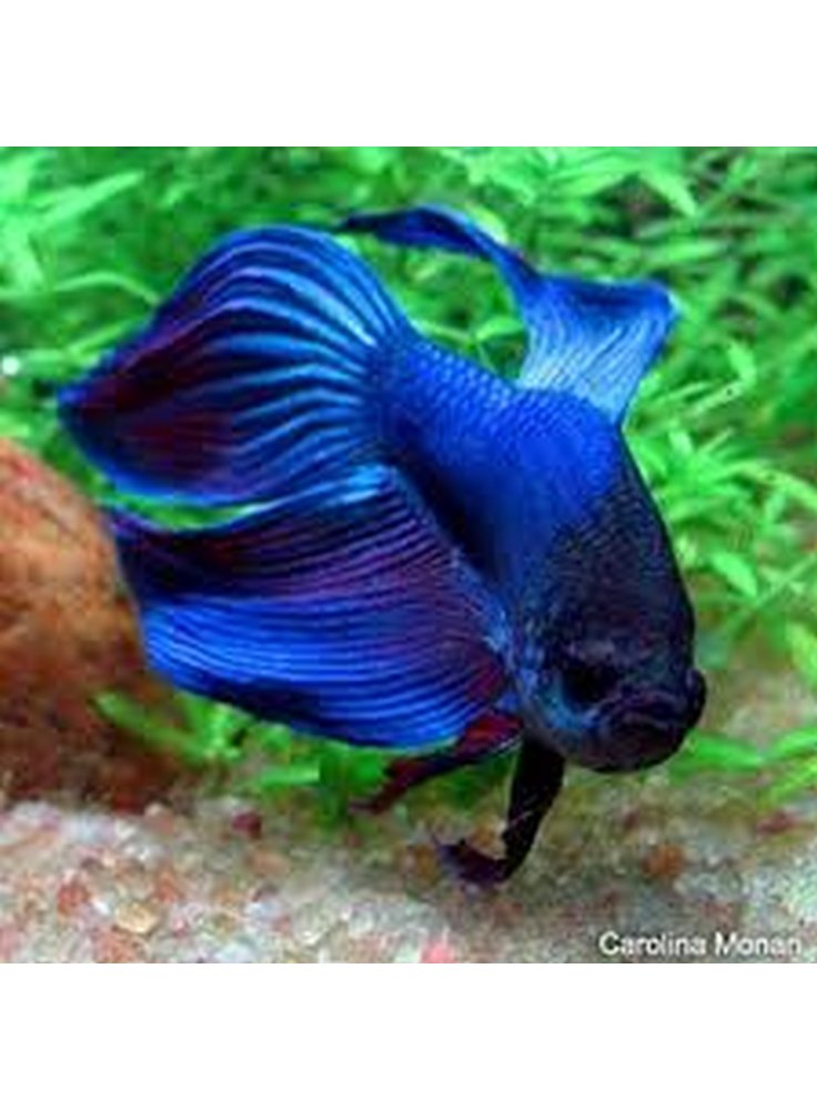 Betta Speldens xlg Pesce Combattente maschio Colori Assortiti n. 1 Esemplare