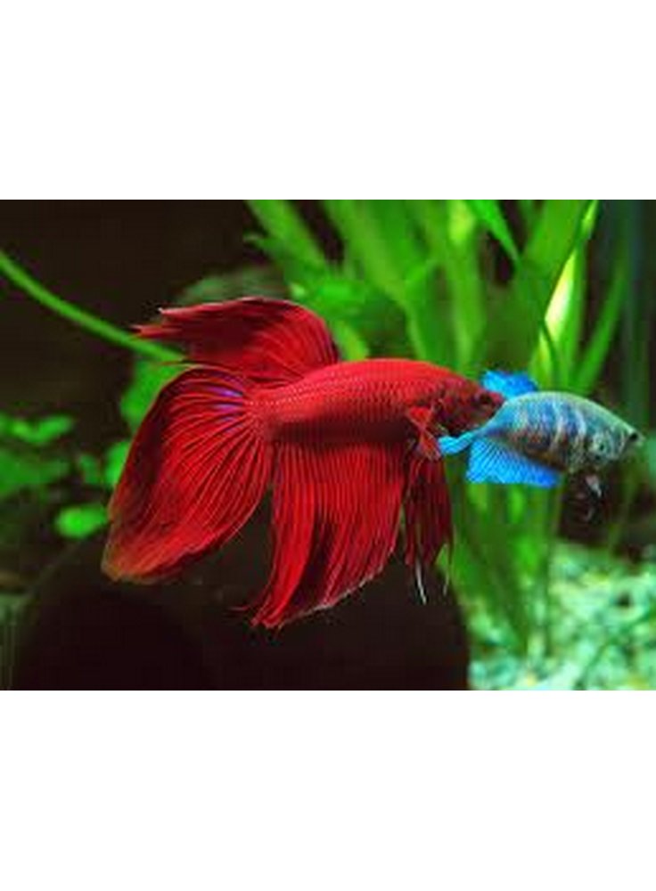 betta2