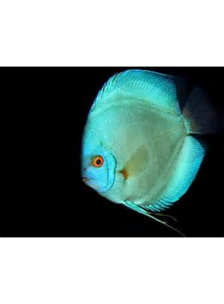 Discus Blu Diamond 6,5 cm n. 1 Esemplare