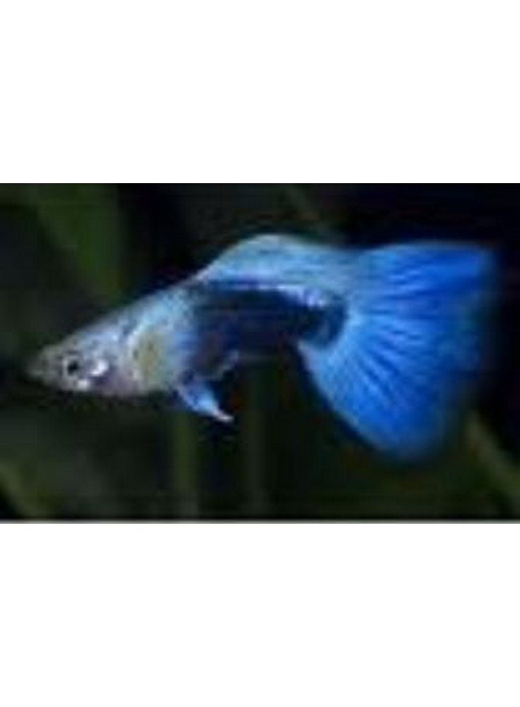 Guppy maschio blu neon