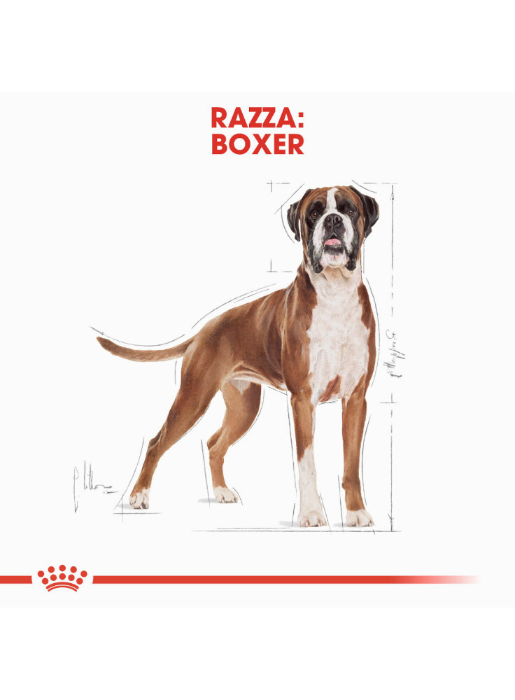 boxer-adult-royal-canin-1