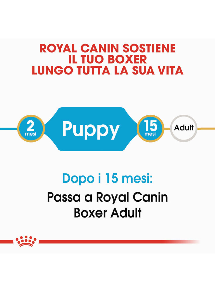 boxer-puppy-royal-canin-1
