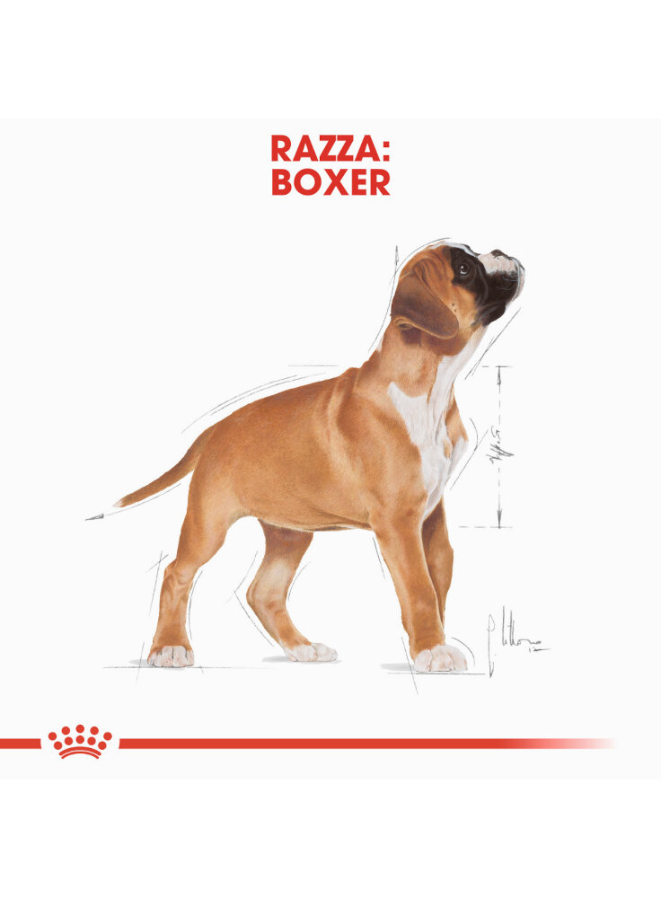 boxer-puppy-royal-canin-4