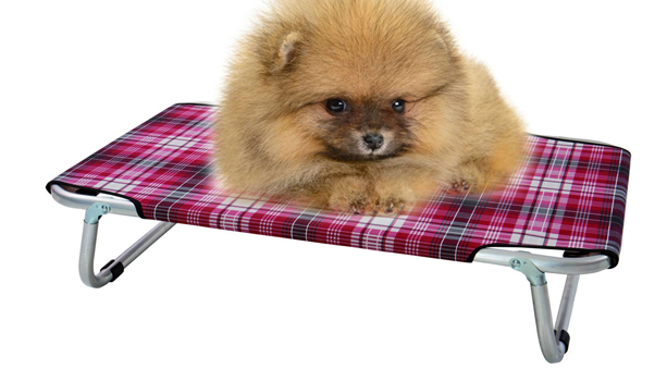 Brandine per cani